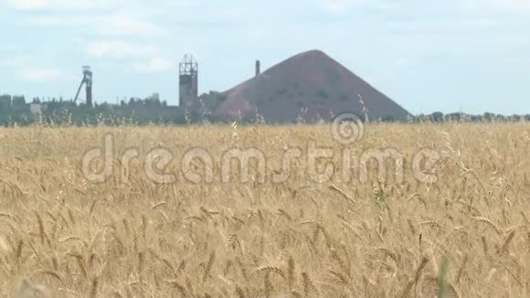 麦田后面有岩石堆的煤矿金色麦穗背景上的蓝天视频的预览图