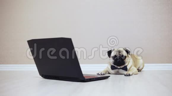 一只可爱的小狗看着笔记本电脑的屏幕穿着蝴蝶看着电影累了视频的预览图