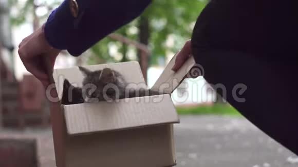 女孩用盒子把小猫扔到街上视频的预览图