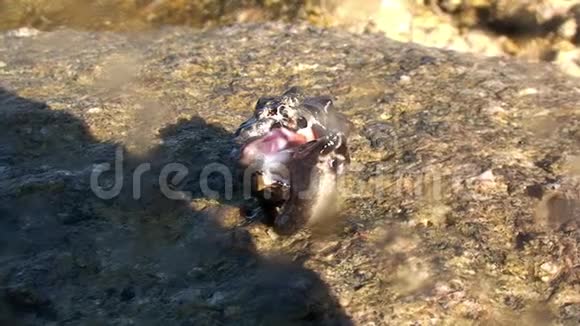 海生蜗牛在加拉帕戈斯群岛海底的太阳泻湖中闪闪发光视频的预览图