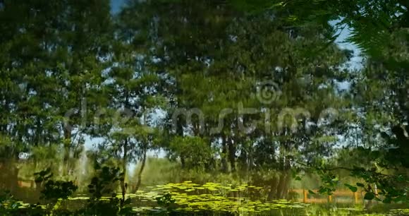 树木充满活力的绿色背景视频的预览图