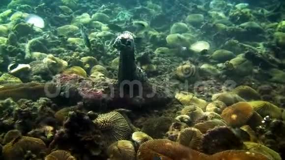 加拉帕戈斯海底海洋泻湖上的海参视频的预览图