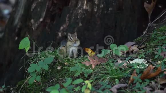 小花栗鼠在树林里寻找食物爬上树视频的预览图