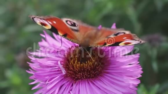蝴蝶在粉红色的花朵上采集花蜜然后飞走了视频的预览图