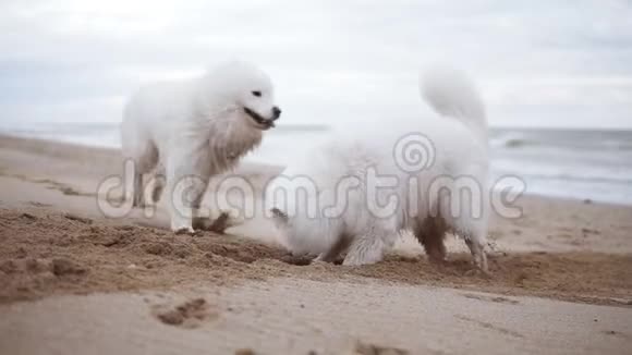 一只可爱的狗在海滩上挖沙子而另一只狗在到处跑然后推第一只二视频的预览图