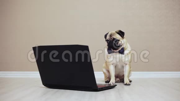 一只可爱的小狗穿着蝴蝶坐在电脑前看电影视频的预览图