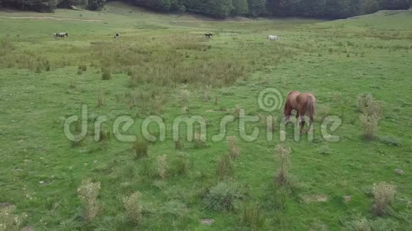 野马在绿色高地上放牧由一间小屋和一片森林视频的预览图