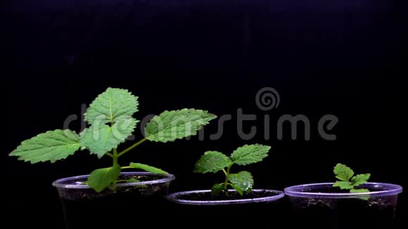 在植物苗圃中浇水泡桐幼苗慢动作视频的预览图