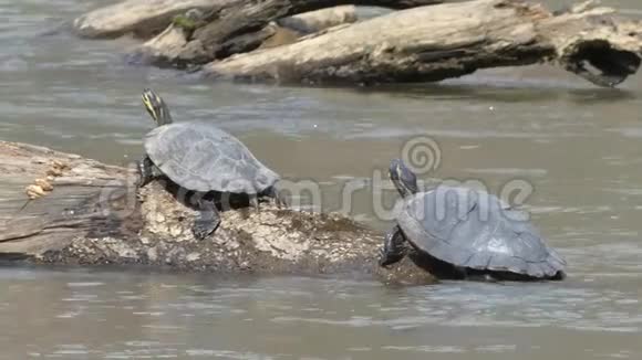 乔治亚州斯威沃特溪公园两只画好的海龟在水上爬树视频的预览图