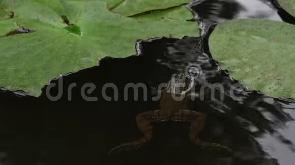 青蛙在池塘里游泳和呱呱叫视频的预览图