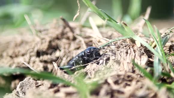 黑色小野虫吃草视频的预览图