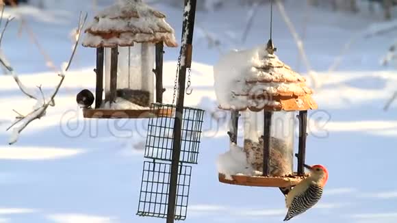 鸟在喂食者身上表现出冬天美丽的鸟视频的预览图