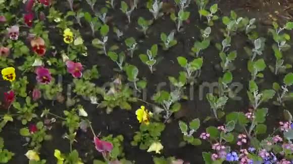 穿过一个公共植物园里有郁金香的花坛多利射击视频的预览图