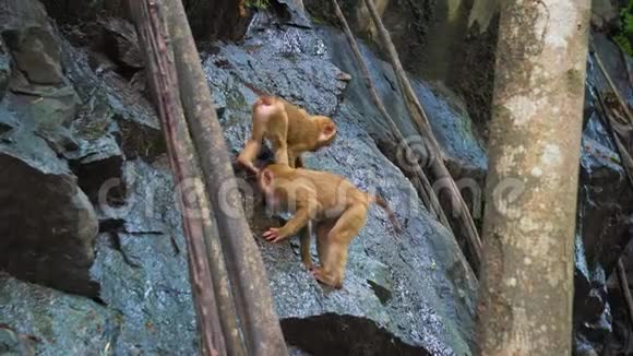 岩石上的猴子在热带森林里喝水视频的预览图