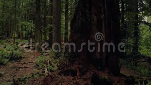 穿越风景林小径的人行道视频的预览图