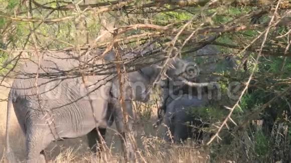 非洲野象在灌木丛中攫取视频的预览图