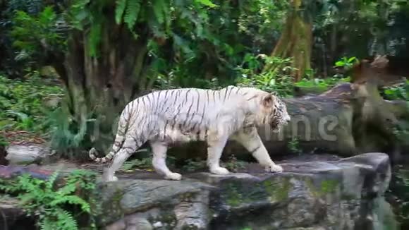 动物园里的白虎视频的预览图