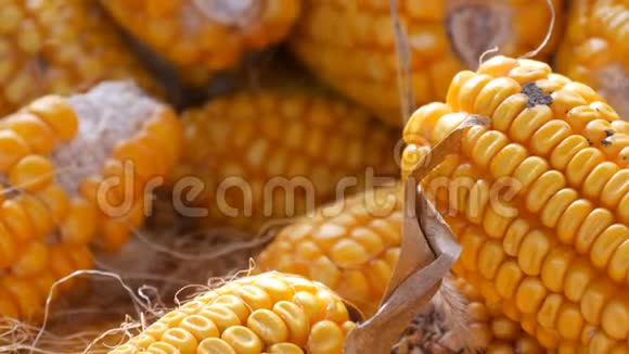 位于谷仓近景的黄色玉米玉米的收获农业生产视频的预览图