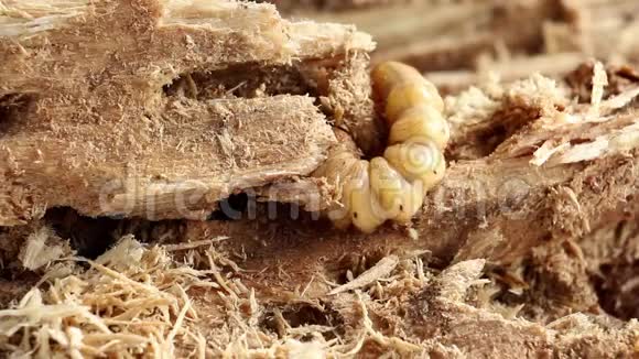 椰子犀牛甲虫或犀牛幼虫是危险的害虫椰子和棕榈用于油炸脚的虫甲虫视频的预览图