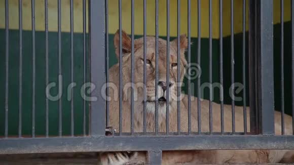 一只狮子在笼子里一只母狮子看着你一只狮子转身躺在动物园的笼子里夏天的中午视频的预览图