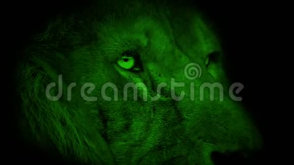 夜视狮子脸环顾四周视频的预览图