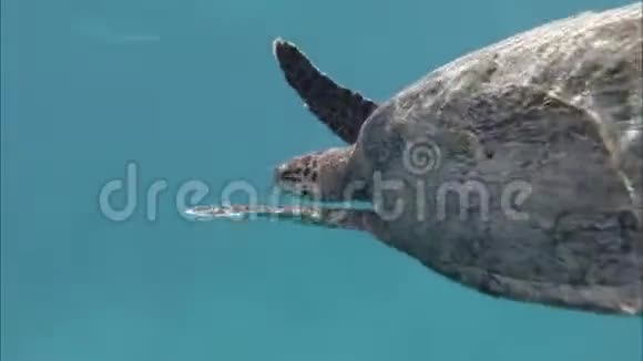 大海龟在水下游泳印度洋视频的预览图