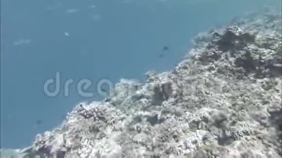 印度洋海底珊瑚礁和鱼类视频的预览图