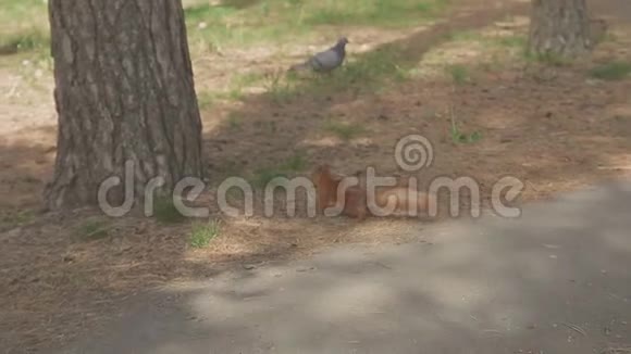 公园里的松鼠和鸽子喂食特写镜头视频的预览图