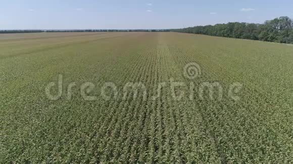 农业工业用直线长排的谷物玉米在秋天收割的视野视频的预览图