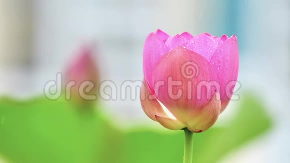 美丽的莲花在雨天摇摆粉红色的花绿叶和花蕾背景近景超慢动作视频的预览图