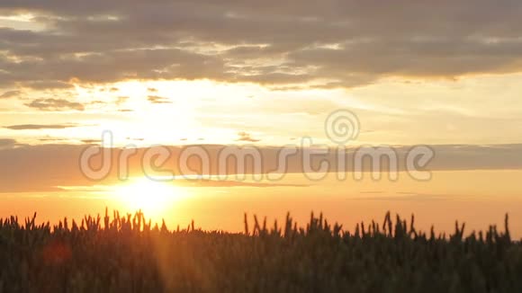 日落时的麦田在温暖的春天里太阳光线穿过麦穗视频的预览图