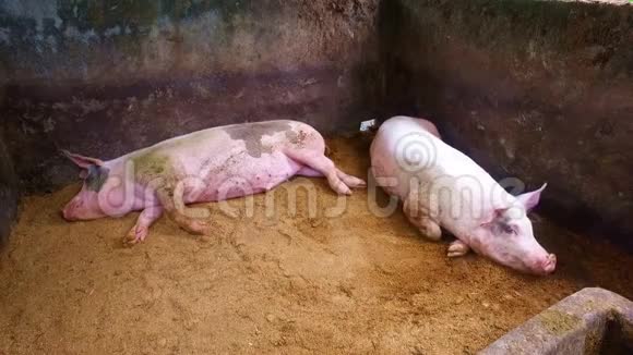 爪哇印度尼西亚一个农场里的猪视频的预览图