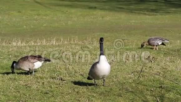三只鹅在吃草加拿大和格雷拉视频的预览图