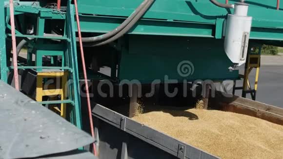 采集小麦颗粒测定玉米品质面包制品厂碾磨企业视频的预览图