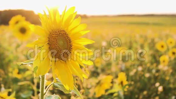 一片向日葵的田野阳光下鲜艳的黄色向日葵向日葵特写视频的预览图