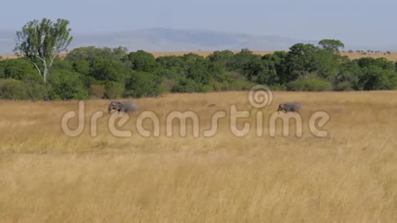 非洲一家大象带着一只小山羊穿过草原视频的预览图