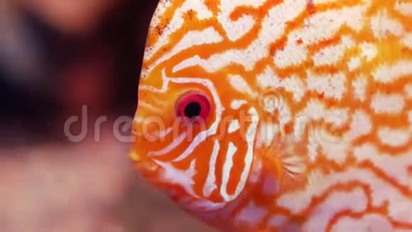 美丽多彩异国情调的热带鱼盘视频的预览图