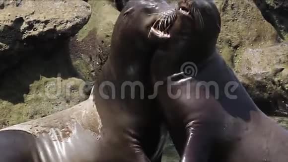 加利福尼亚拉霍亚湾两只海狮在洛基背景下战斗的近视频视频的预览图