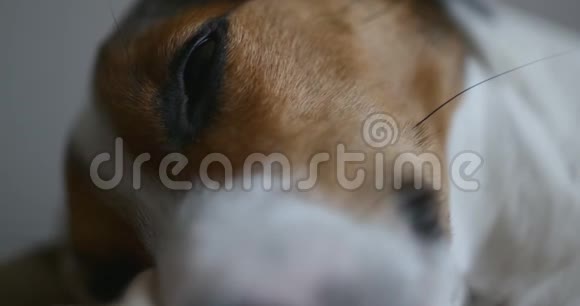 杰克拉塞尔狗睡觉视频的预览图