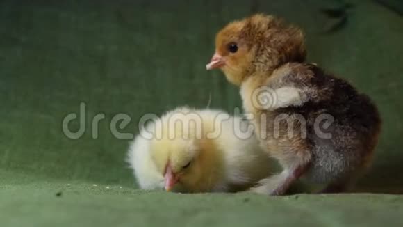 一天前从鸡蛋里孵出的小毛鸡视频的预览图