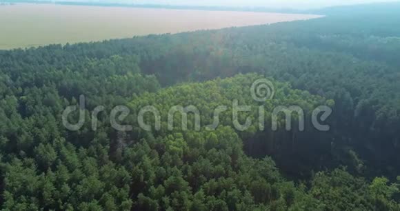 松林全景飞越老松林视频的预览图