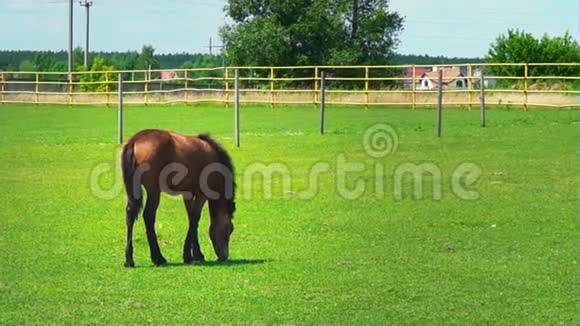 年轻的棕色种马在围场的绿草上放牧晴天在牧场上的马视频的预览图