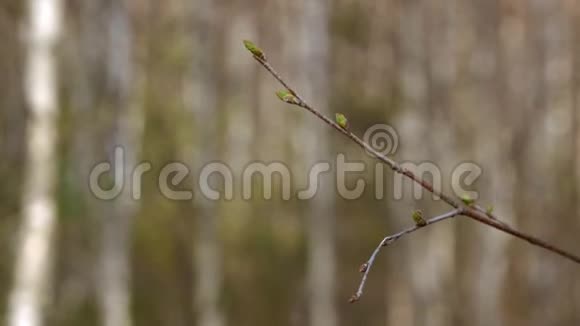 枝的幼桦树芽自然春快关门视频的预览图
