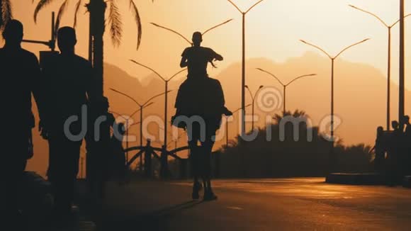 一位贝都因人在骆驼上的剪影沿着道路进入日落埃及慢动作视频的预览图
