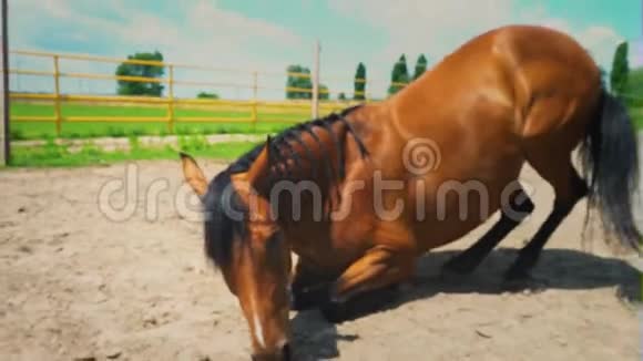 棕色的马躺在农场围场的旱地上视频的预览图