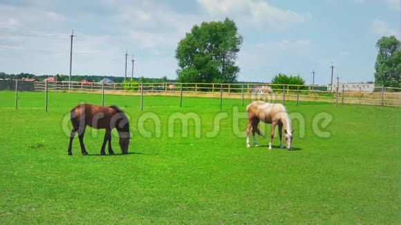两匹马在围场的绿草上放牧晴天牧场上的马视频的预览图
