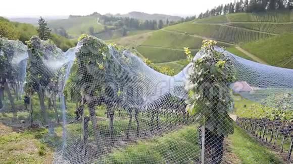 一排排用鸟网保护的葡萄藤视频的预览图