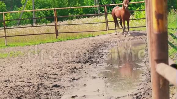 一匹年轻的棕色马用蹄子踢一匹顽皮的马一匹马在围场里有一个角色视频的预览图