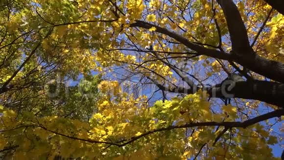 落叶旋转的枫树视角高视频的预览图