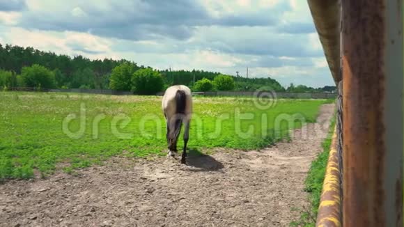 一匹灰褐色的成年马慢慢地走向绿草地一匹马在篱笆围成的牧场上视频的预览图